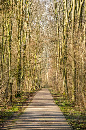Sun shining through the trees along an asphalt road through a forest near Utrecht, the Netherlandsのeditorial素材