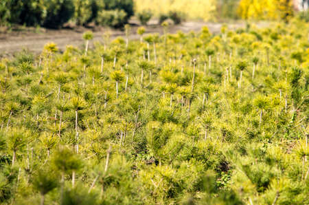 Young, bright green pine trees in a nursery near Zundert, The Netherlandsのeditorial素材