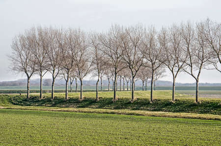 Line of bare trees on a zigzagging low dike in a polder landscape on the island of Goeree, the Netherlandsのeditorial素材