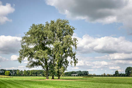 Three lage poplar trees in a green field near Culemborg, The Netherlands under a blue sky with scattered cloudsのeditorial素材