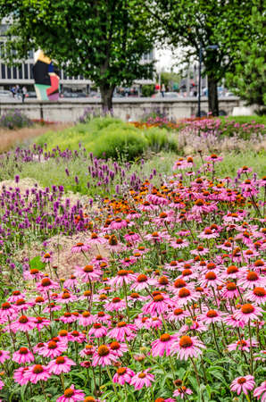Rotterdam, The Netherlands, July 16, 2019: echinacea and other flowers in a colorful flower bed at the park at Leuvehoofdのeditorial素材