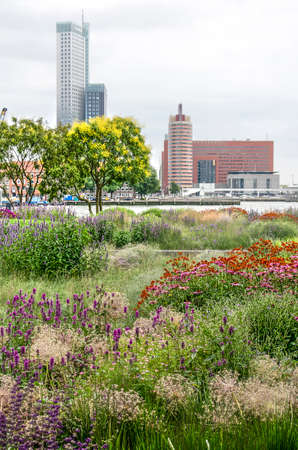 Rotterdam, The Netherlands, July 16, 2019: view across colorful flower beds at Leuvehoofd park towards the Nieuwe Maas river and the Kop van Zuid highrise and waterfrontのeditorial素材