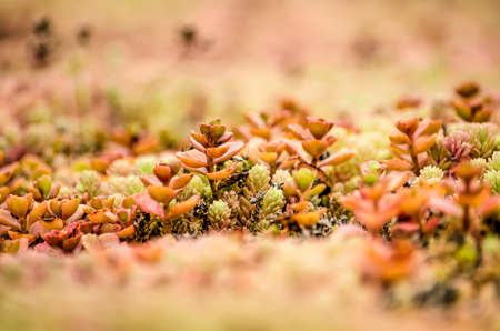 Close-up of a section of a vegetated roof with mainly orange and green sedum plantsのeditorial素材