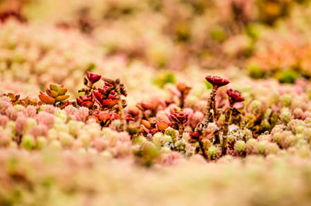 Close-up of a small section of an eco-roof with red sedum plants amidst green, pink and orange succulentsのeditorial素材