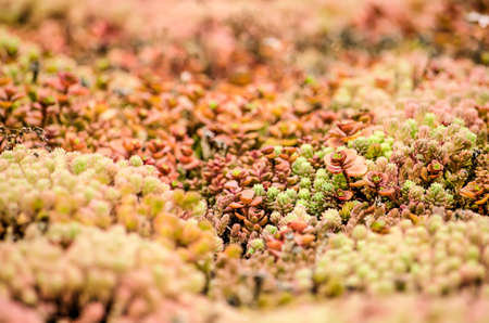 Close-up of a section of a vegetated roof with red, orange, green and pink sedum plants creating a hilly miniature landscapeのeditorial素材