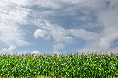 Corn field near Vollenhove, The Netherlands under a summr sky with scattered clouds