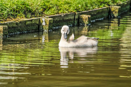 Young swan, swimming in a pond in an urban park and curiously looiking at the cameraのeditorial素材