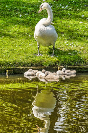 Adult swan sitting on the grassy bank of a pond, watching over its offsping floating in the waterのeditorial素材