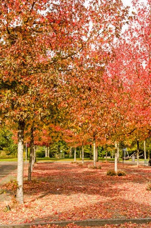 Rotterdam, The Netherlands, October 20, 2018: G.W. Burgerplein square with rows of very colorful sweet gum trees (liquidambar styraciflua) on a sunny day in autumnのeditorial素材