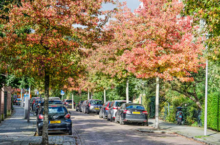 Rotterdam, The Netherlands, October 17, 2019: Sweet gum trees (liquidambar styraciflua) in a street in a residential neighbourhood in Kralingen in autumnのeditorial素材