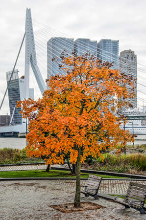 Rotterdam, The Netherlands, October 17, 2019: a varnish tree (Koelreuteria paniculata) in bright orange autumn color in Leuvehoofd park near Erasnmus bridgeのeditorial素材