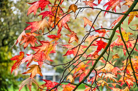 Close-up of the red star-shaped leaves of a sweet gum tree (liquidambar styraciflua) with a modern apartment building blurred in the backgroundのeditorial素材
