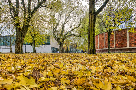 Rotterdam, The Netherlands, November 23, 2019: low view of fallen maple leaves in Museumpark with in the background Kunsthal and Natural History museumsのeditorial素材