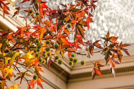 Zwolle, The Netherlands, November 9, 2019: Colorful star-shaped leaves and spiky fruits of a sweet gum tree, with the Fundatie museum blurred in the backgroundのeditorial素材