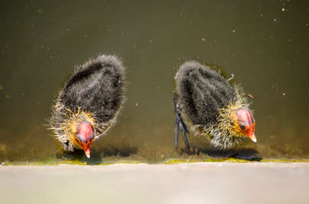 Two young coots swimming in a canal and inspecting the quay wall for foodのeditorial素材