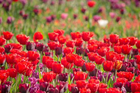 Group of red as well as some purple tulips in a flower bed in a park in Rotterdamのeditorial素材