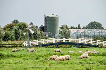 Berkel en Rodenrijs, The Netherlands, August 29, 2020: polder landscape in Groenezoom recreation area with sheep, a windmill, a pedestrian bridge and greenhousesのeditorial素材
