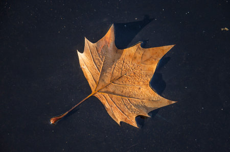 Brown leaf of an acer tree floating on a sunny day in autumn