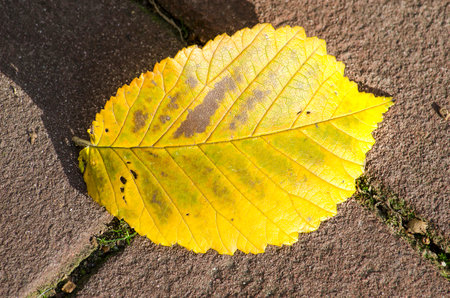 Yellow beech leaf on dark brown street brick on a sunny day in autumn