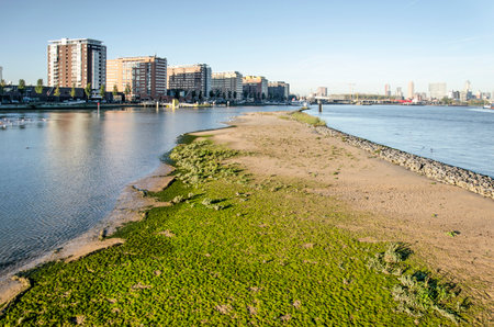 Rotterdam, The Netherlands, October 28, 2021: mudflat with pioneer vegetation on the western tip of Brienenoord island with De Veranda neighborhood in the backgroundの写真素材
