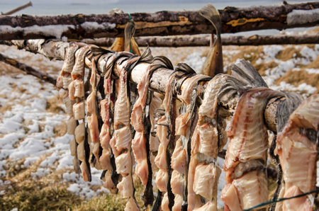 close-up of fish, cut open and drying on a wooden construction on a partly snow covered landscape in Iceland in early springの写真素材