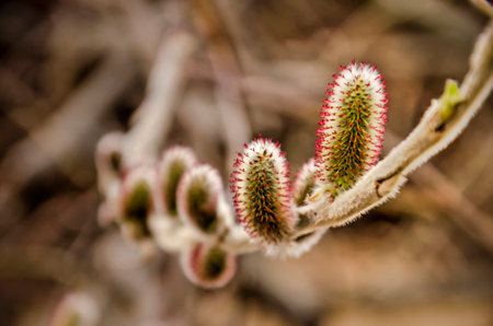 Close-up of a reddish variety of willow catkins in a forest in Hvammstangi, Iceland