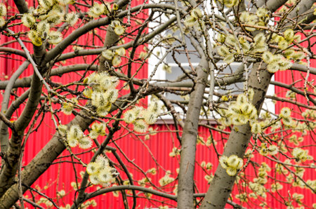 Willow tree with catkins against the blurred background of a red facade with a white window frame in Reykjavik, Icelandの写真素材