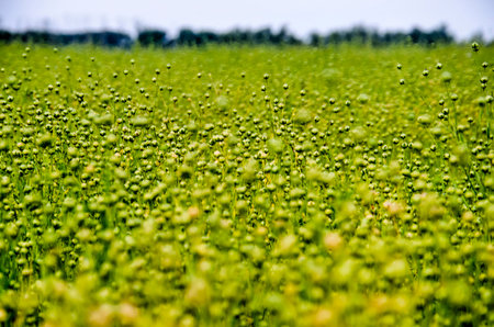 View across a field of flax towards the horizon in the Noordwaard region in the Netherlands in early summerの写真素材
