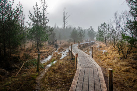 Wooden walkway for hikers in a landscape wtih trees, meadows and frozen ponds on a misty winter morning near Dwingeloo, The Netherlandsの写真素材