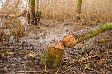 Tree cut by the activities of a beaver in Biesbosch national park near Dordrecht, The Netherlandsの写真素材