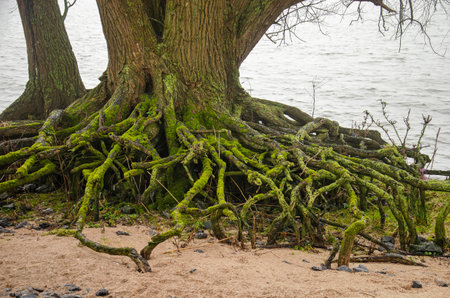 Old tree with extensively exposed root system on the sandy bank of the river Nieuwe Merwede in Biesbosch national park near Dordrecht, The Netherlandsの写真素材