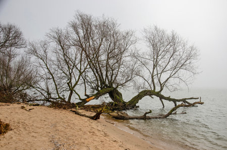 Odd shaped tree on the beach by the river Nieuwe Merwede in Biesbosch national park near Dordrecht, The Netherlandsの写真素材