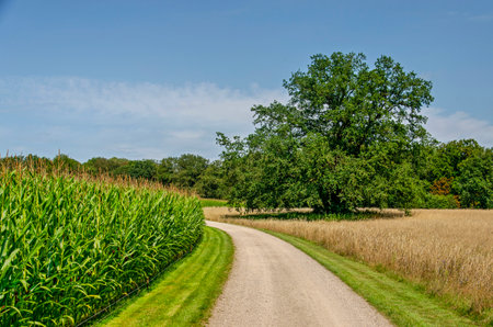 Slightly curving dirt road between fields of corn and wheat, as well as a solitary tree and a...