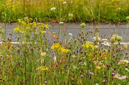 A colorful variety of wildflowers along an urban road in the Dutch town of Zwolleの写真素材