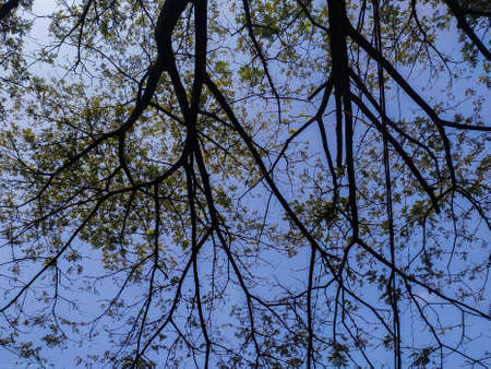 Shady tree at sunny dayの写真素材