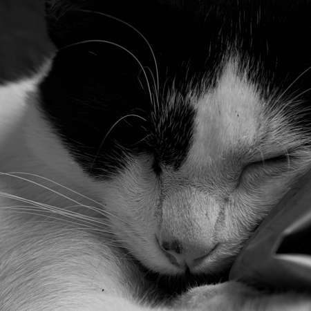 Sleeping cat with black and with furの写真素材