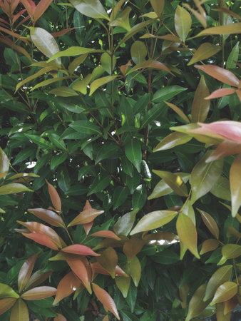 Leaves of a tree