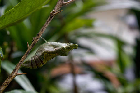 Hanging cucoon at tree in front of houseの写真素材