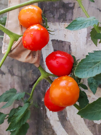 Ripe red tomatoes on a branch in the garden. Selective focus.の写真素材