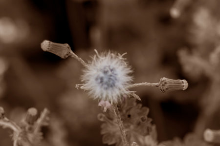 PHOTOGRAPHS OF FLOWERS, ROSES, DAISIES, POPPIES, PLANTS IN NATURE, BEAUTIFUL FLOWERSの写真素材