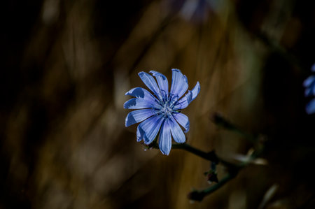 PHOTOGRAPHS OF FLOWERS, ROSES, DAISIES, POPPIES, PLANTS IN NATURE, BEAUTIFUL FLOWERSの写真素材