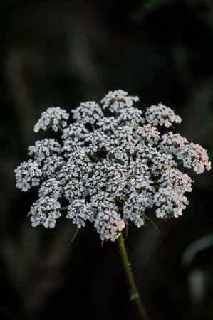 PHOTOGRAPHS OF FLOWERS, ROSES, DAISIES, POPPIES, PLANTS IN NATURE, BEAUTIFUL FLOWERSの写真素材