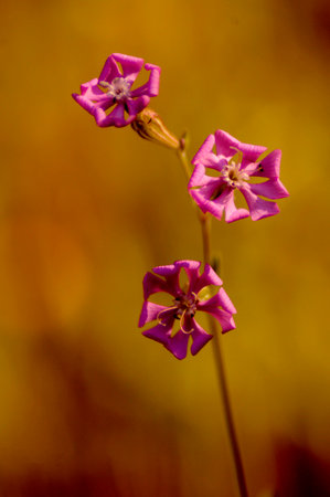 PHOTOGRAPHS OF FLOWERS, ROSES, DAISIES, POPPIES, PLANTS IN NATURE, BEAUTIFUL FLOWERSの写真素材