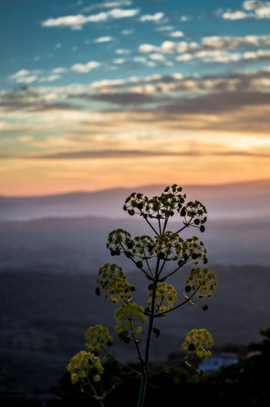 PHOTOGRAPHS OF FLOWERS, ROSES, DAISIES, POPPIES, PLANTS IN NATURE, BEAUTIFUL FLOWERSの写真素材