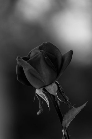 PHOTOGRAPHS OF FLOWERS, ROSES, DAISIES, POPPIES, PLANTS IN NATURE, BEAUTIFUL FLOWERSの写真素材