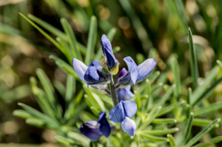 PHOTOGRAPHS OF FLOWERS, ROSES, DAISIES, POPPIES, PLANTS IN NATURE, BEAUTIFUL FLOWERSの写真素材