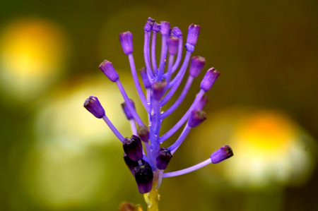 PHOTOGRAPHS OF FLOWERS, ROSES, DAISIES, POPPIES, PLANTS IN NATURE, BEAUTIFUL FLOWERSの写真素材