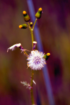 PHOTOGRAPHS OF FLOWERS, ROSES, DAISIES, POPPIES, PLANTS IN NATURE, BEAUTIFUL FLOWERSの写真素材