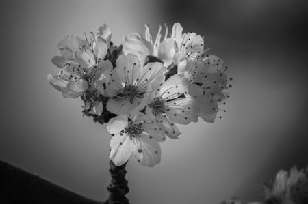 PHOTOGRAPHS OF FLOWERS, ROSES, DAISIES, POPPIES, PLANTS IN NATURE, BEAUTIFUL FLOWERSの写真素材