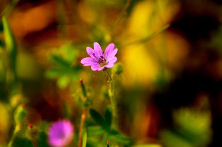 PHOTOGRAPHS OF FLOWERS, ROSES, DAISIES, POPPIES, PLANTS IN NATURE, BEAUTIFUL FLOWERSの写真素材